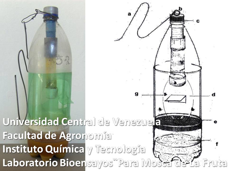 Control de mosca de la fruta con trampas y beauveria